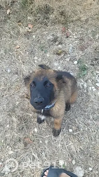 Chiot malinois 3 mois perdu à Pia - photo