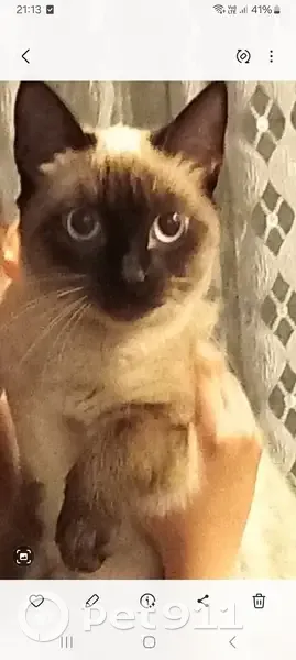 Chat siamois femelle disparue à Ambérieu - photo