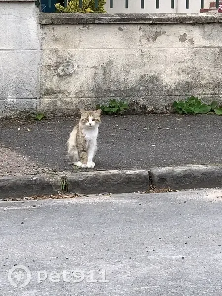 Jeune chat beige et blanc trouvé à Orléans - photo