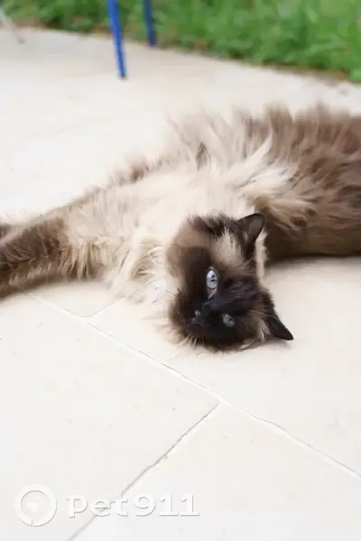 Chatte Ragdoll/Birmanie disparue à Clamart - photo