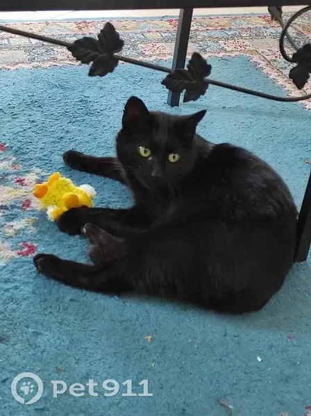 Chat noir perdu à Saint-Pryvé - photo