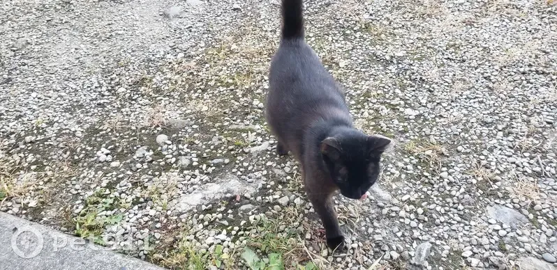 Chatte trouvée non pucée à Vourey - photo