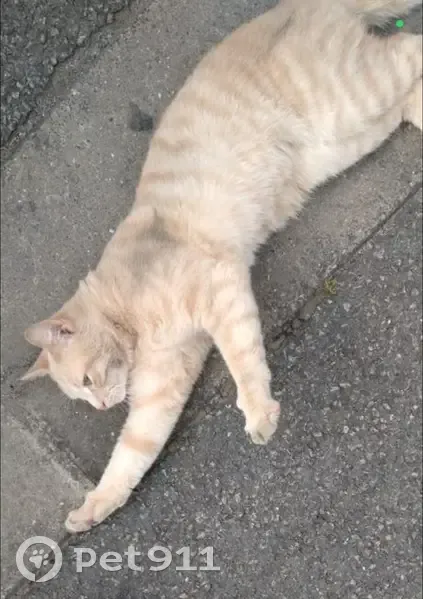 Jeune chat roux et crème trouvé à Saint-Quentin - photo