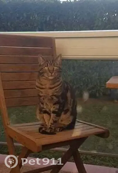 Chat mâle tigré perdu à Villabé, nommé Marius - photo