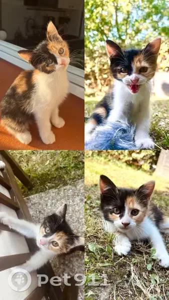 Chaton tricolore trouvé à Toulouse - photo