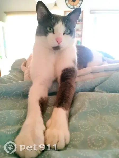 Chat mâle gris et blanc perdu à Alixan - photo
