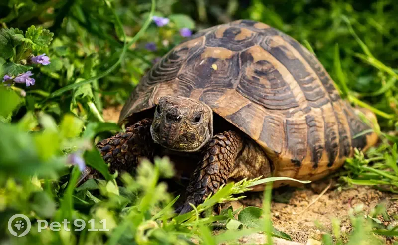 Chat et Tortue Perdus à Romainville - photo