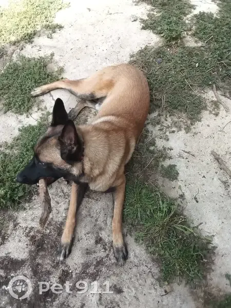 Malinois 4 ans perdu à Monbalen, pucé - photo