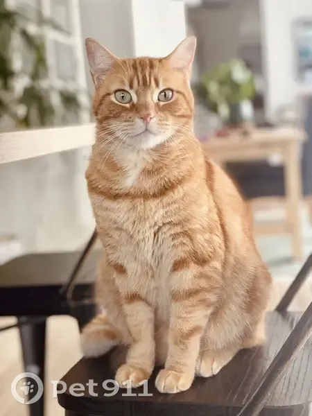 Chat tigré roux Nelson disparu à Saint-Planchers - photo