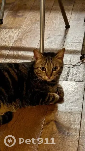 Chat Tigré Kiwi Perdu à Paris 12 - photo