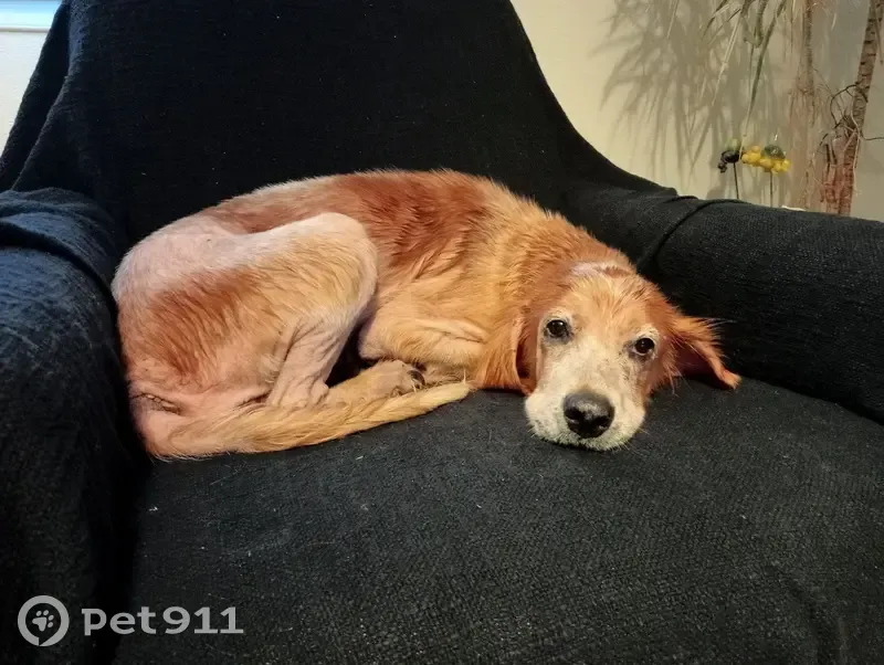 Chienne âgée trouvée à Inzinzac-Lochrist - photo