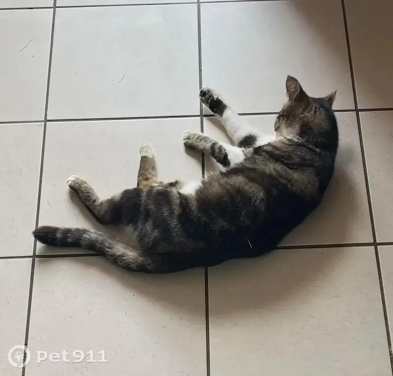 Chat tricolore disparu à Montigny-le-Chartif - photo