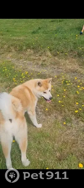 Chien Akita Inu 1 an roux perdu à Quistinic - photo