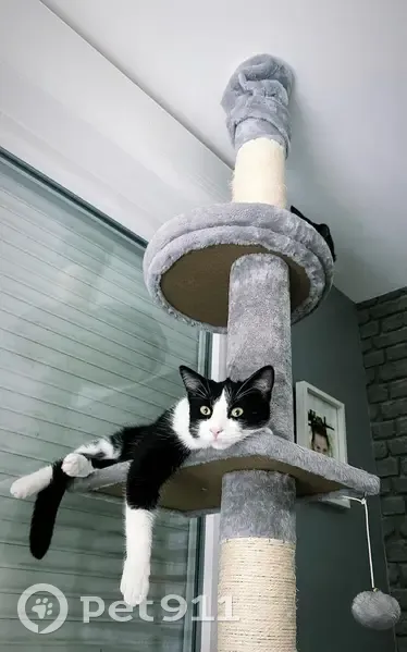 Chat Européen mâle perdu à Essars - photo