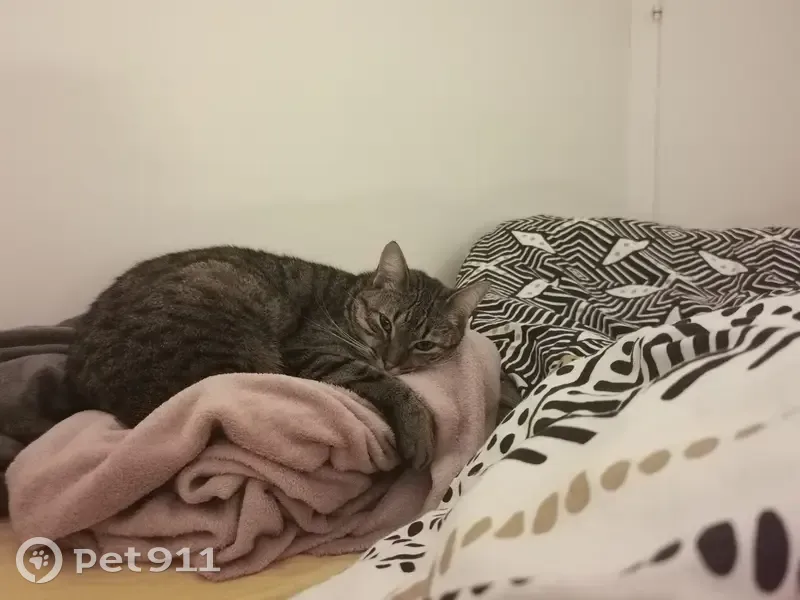 Chatte tigrée disparue à St-Aubin-la-Plaine - photo