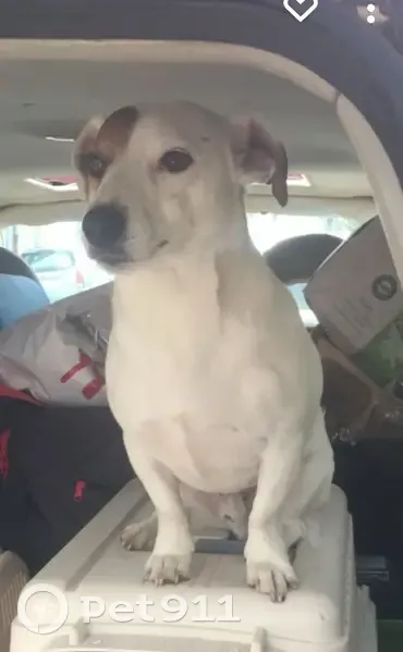 Chien disparu à Fuveau: Jack, tache sur l'œil - photo