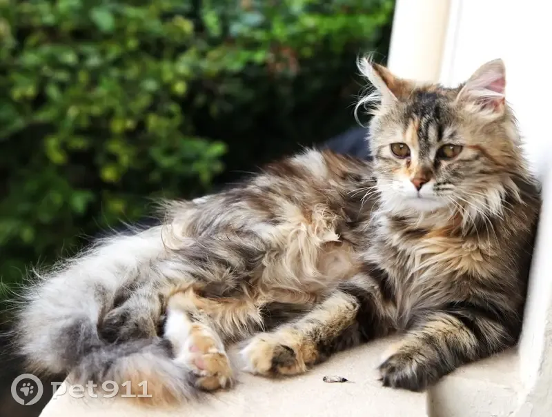 Chatte écaille de tortue disparue à Nice - photo