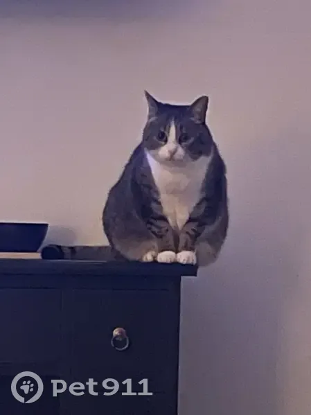 Chatte tigrée perdue à Loireauxence - photo
