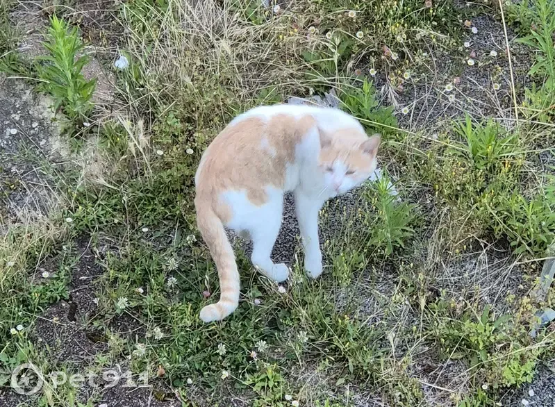Chat craintif trouvé à Touvre, Rue des Gauchons - photo