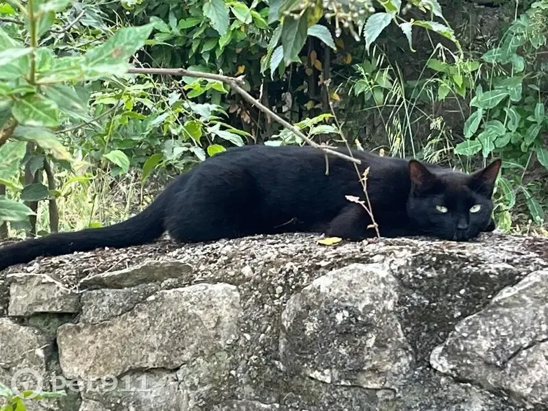 Chatte noire disparue à Nîmes, Impasse Géraniums - photo