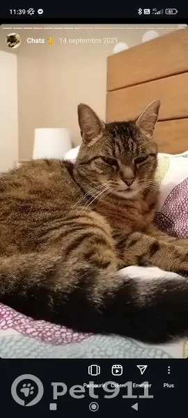 Chat 16 ans disparu à Vernon, Place de Paris - photo