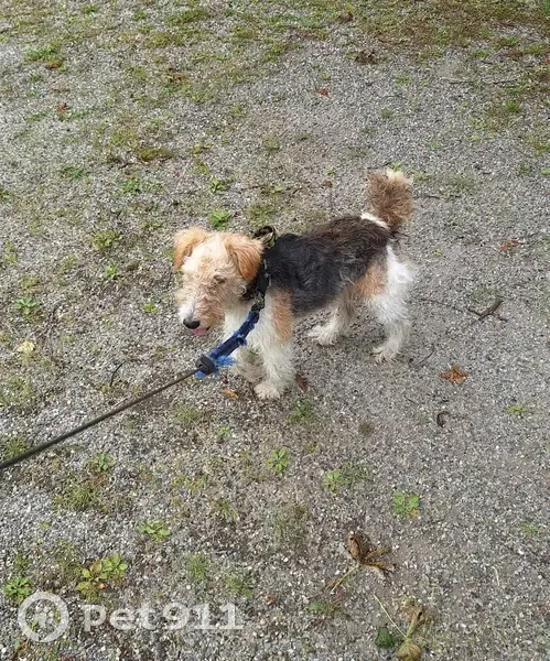 Jeune Fox-terrier trouvé à Clermont-Ferrand - photo