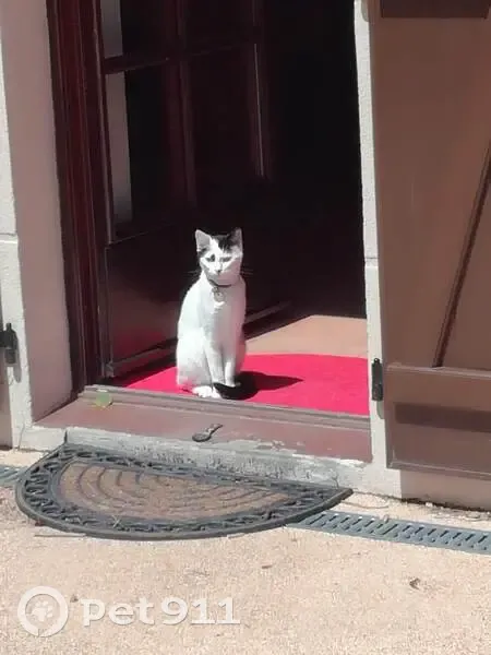 Chat mâle blanc/noir perdu à Saint-Pierre-Colamine - photo