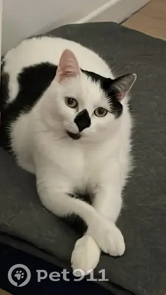 Chat européen femelle perdue à Paris - photo