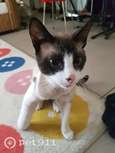 Siamois mâle trouvé, 5 ans, Nice, affectueux - photo