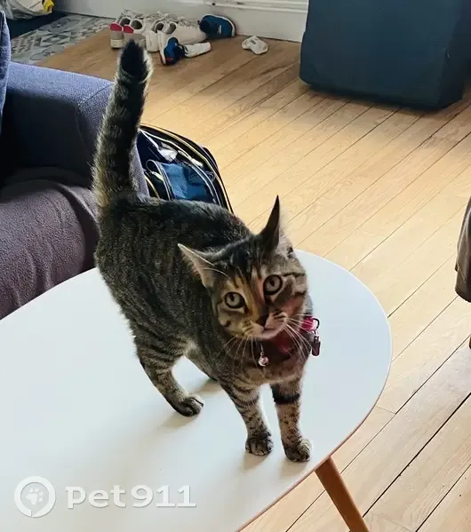 Chatte disparue Noisette, pucée, Rue Weiss - photo