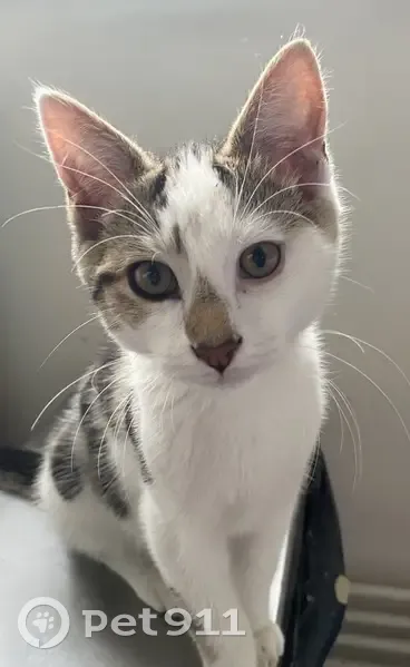 Chaton trouvé en bonne santé à Thiais - photo