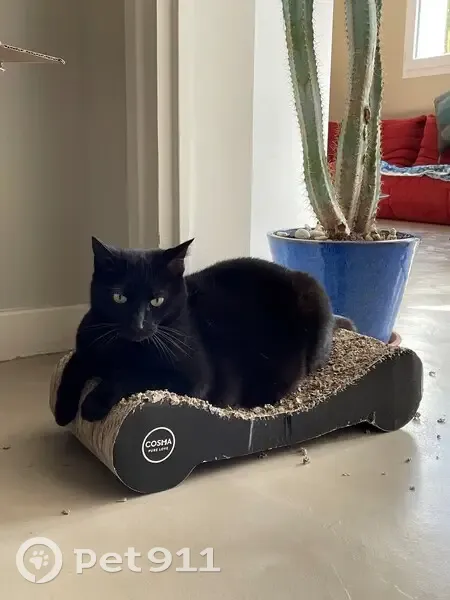 Chatte noire Lana disparue à Clisson - photo