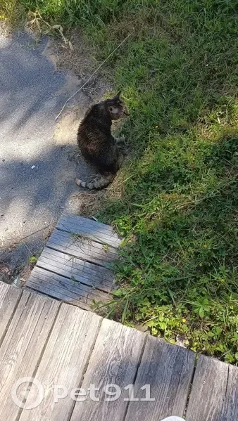 Chat trouvé blessé Rue Raymond et Marcel Glize - photo