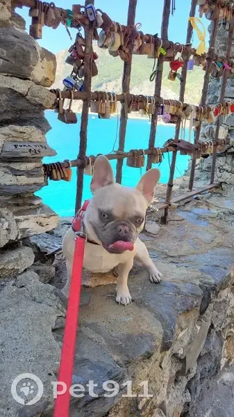 Chien disparu : Bouledogue français à Antibes - photo
