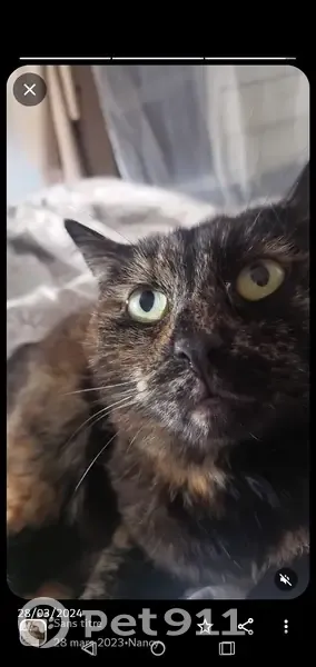 Chatte écaille de tortue perdue à Nancy - photo