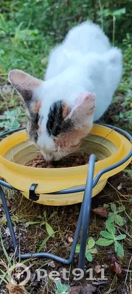 Chat tricolore craintif trouvé à La Sauvetat - photo