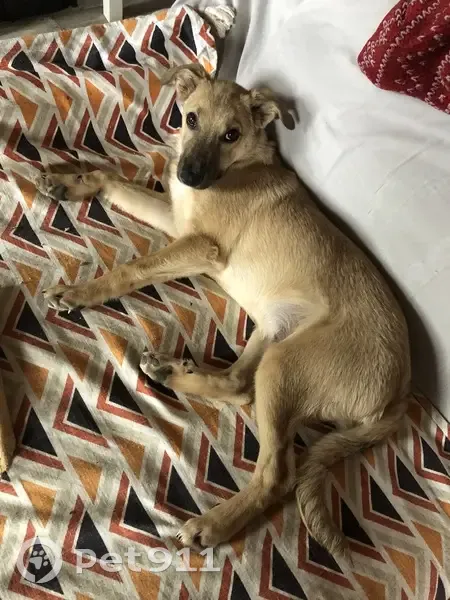 Chien beige craintif perdu à Lalouvesc - photo