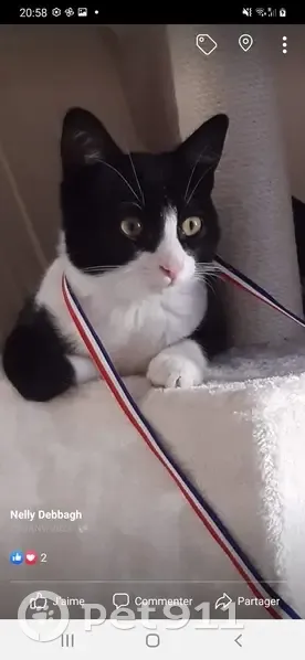 Chat noir et blanc perdu à Argenteuil - photo