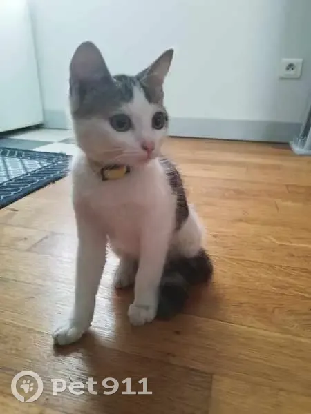 Chaton Femelle Tigré et Blanc Trouvé Rue Noël - photo