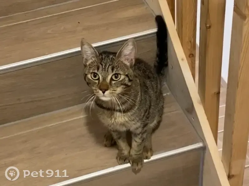Chat mâle non castré trouvé à Messia-sur-Sorne - photo