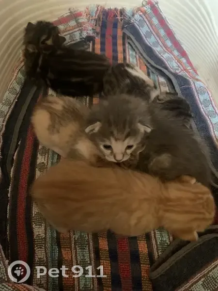 Cinq chatons abandonnés trouvés à Sainte-Euphémie - photo