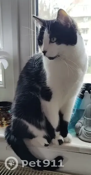 Chat noir et blanc perdu à Mutzig - photo