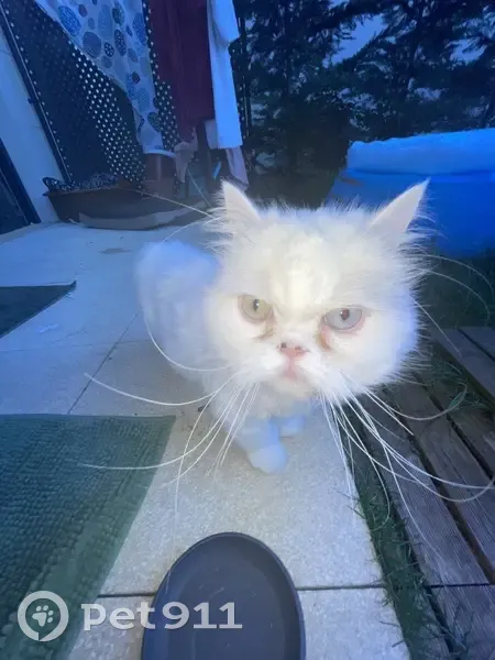 Chat disparu Garçon, Chatou (fl517266) - photo