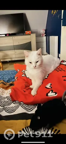 Chat blanc disparu à Clarbec, yeux Veron - photo