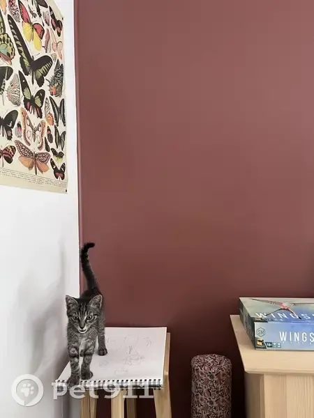 Chaton trouvé, urgent avant départ vacances - photo
