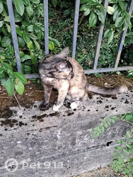 Jeune minette écailles de tortue trouvée à Albi - photo