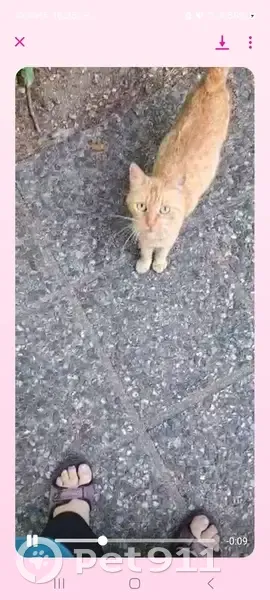 Chat trouvé près du kebab Place Jean Jaurès - photo