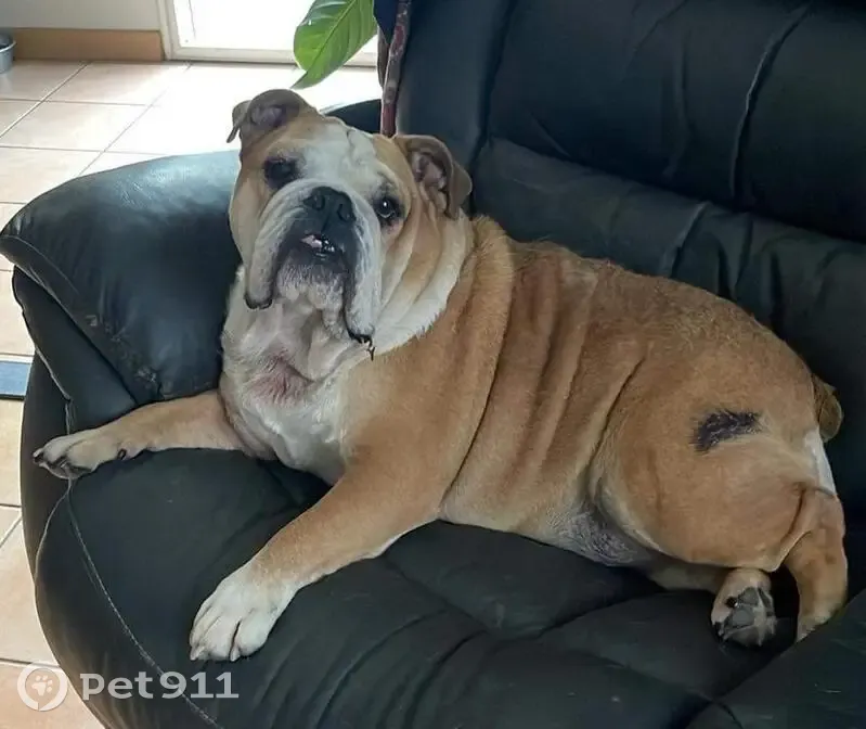Bulldog anglais stérilisé disparu à Allons - photo