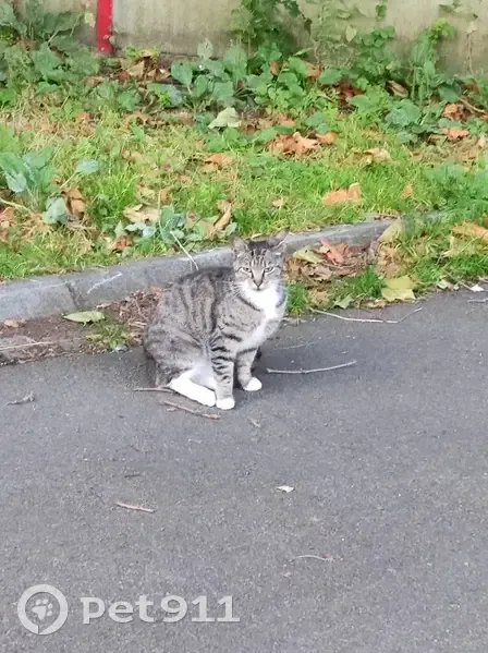 Chat tigré trouvé Rue Saint-Just, Lille - photo