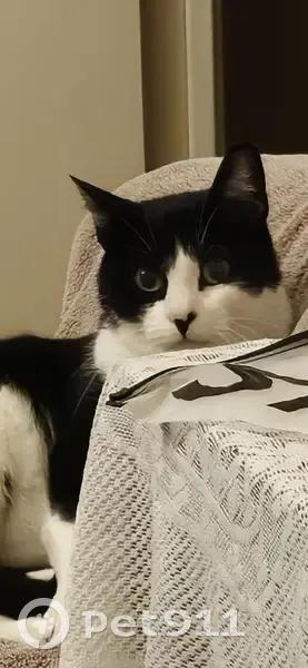 Chat noir et blanc perdu à Champigny-sur-Marne - photo